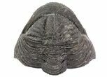 Bumpy, Enrolled Drotops Trilobite - Around #66336-3